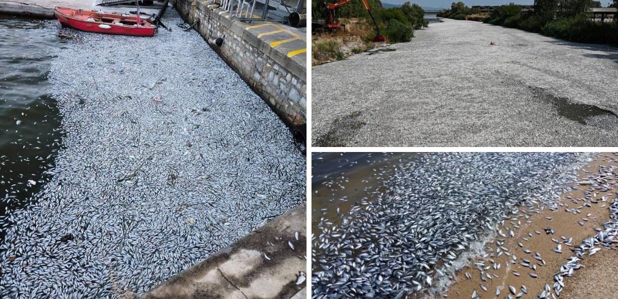 volos pesci morti