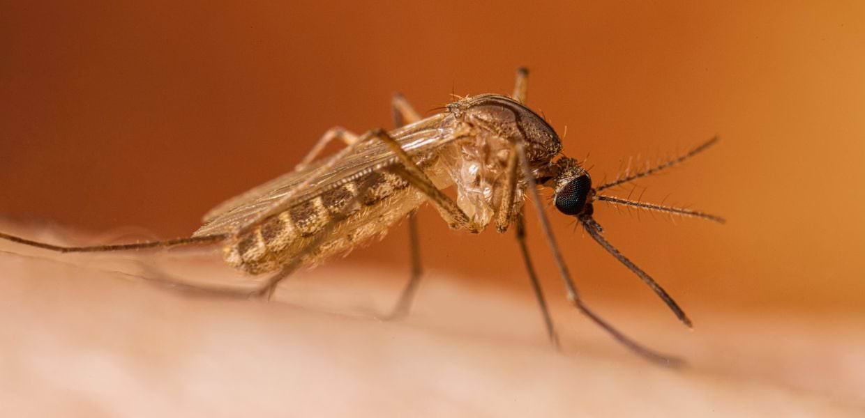 west nile morti italia