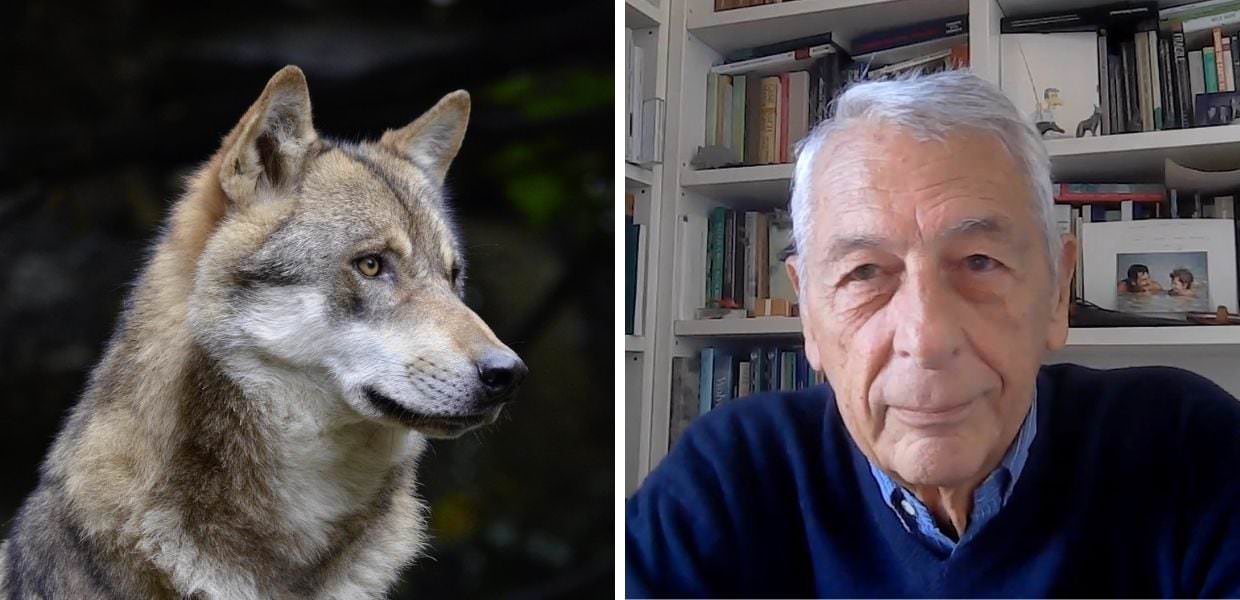 Animali, lo zoologo: "Così nel 1973 catturai il primo lupo italiano"