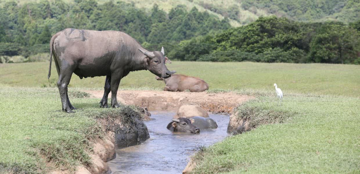 Microplastiche, trovate negli animali selvatici a Hong Kong. Greenpeace Problema globale urgente