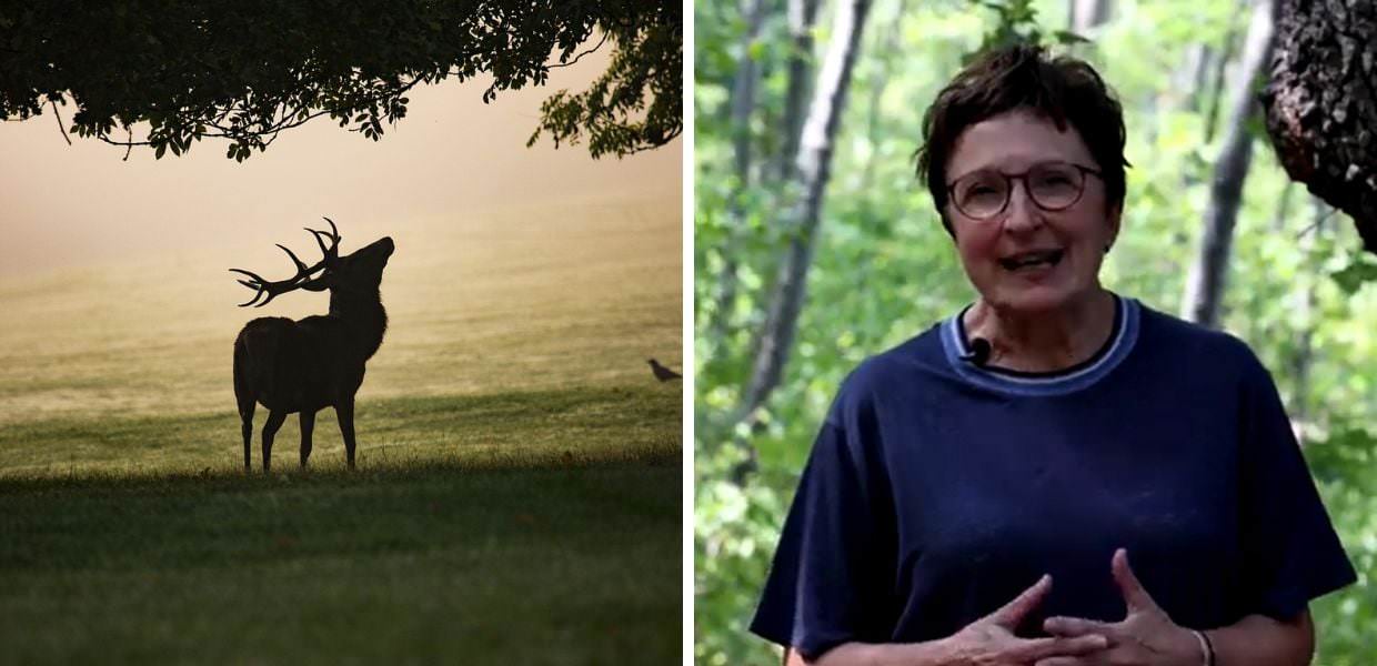 Caccia ai cervi in Abruzzo, l’appello della scrittrice Donatella Di Pietrantonio
