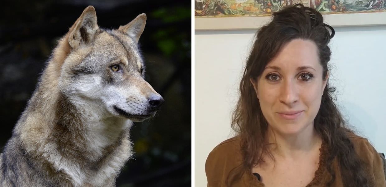 Animali, ecco cosa fare se si incontra un lupo