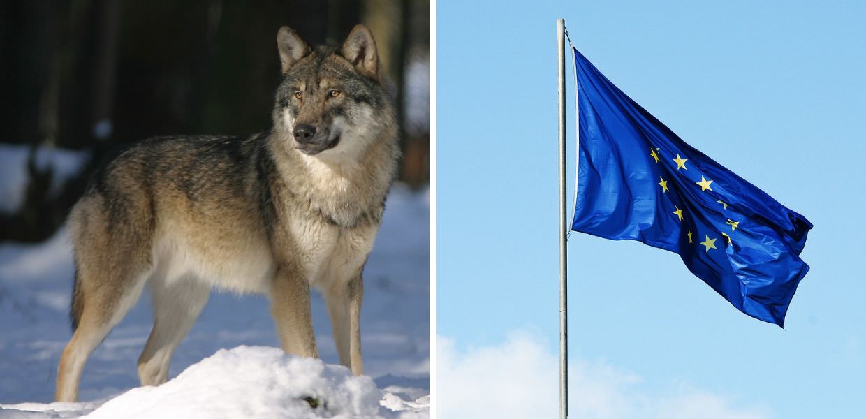 Arriva l'ok dell'UE: il lupo sarà meno protetto