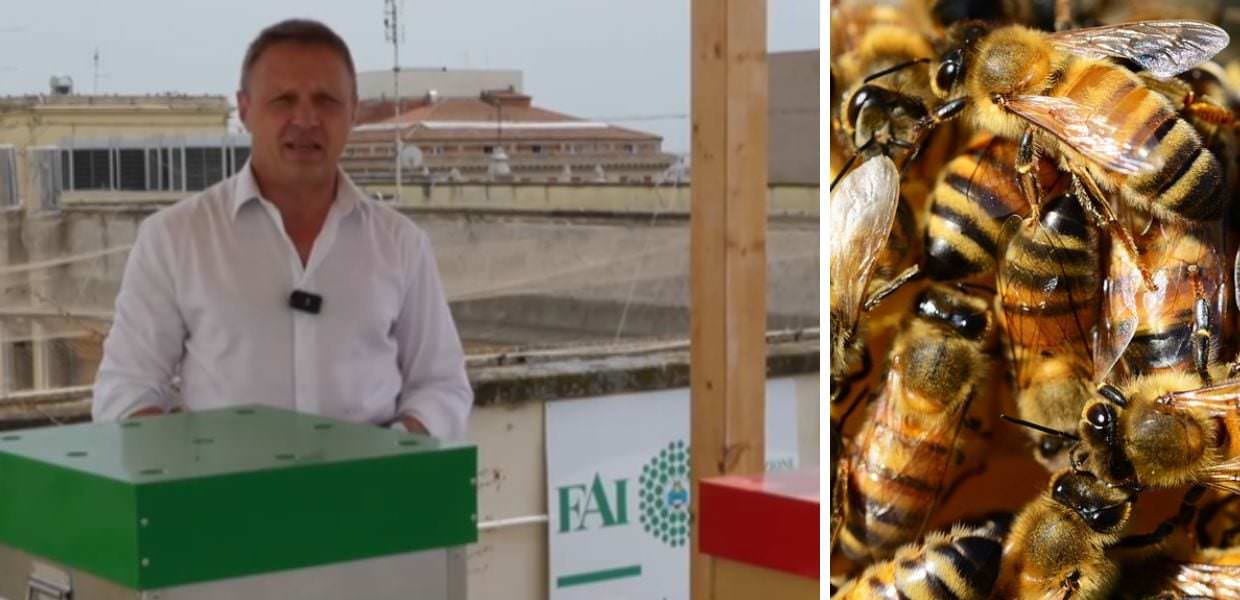 Morte oltre 50mila api dell'alveare di Francesco Lollobrigida