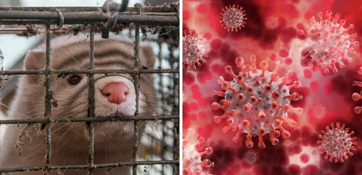 Animali da pelliccia in Cina, HSI: "Scoperti quasi 40 nuovi virus"