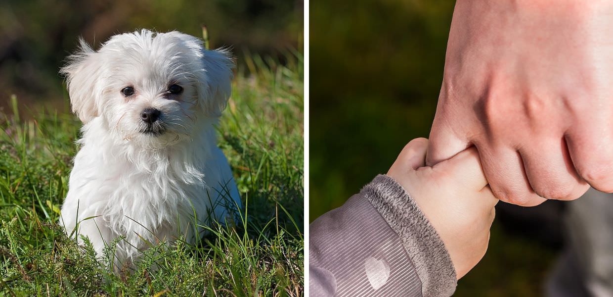 Cina, presto ci saranno più animali domestici che bambini