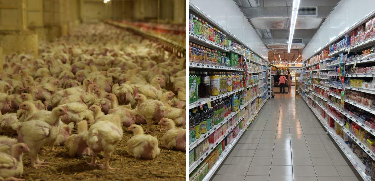 Benessere dei polli, Essere Animali boccia i supermercati italiani
