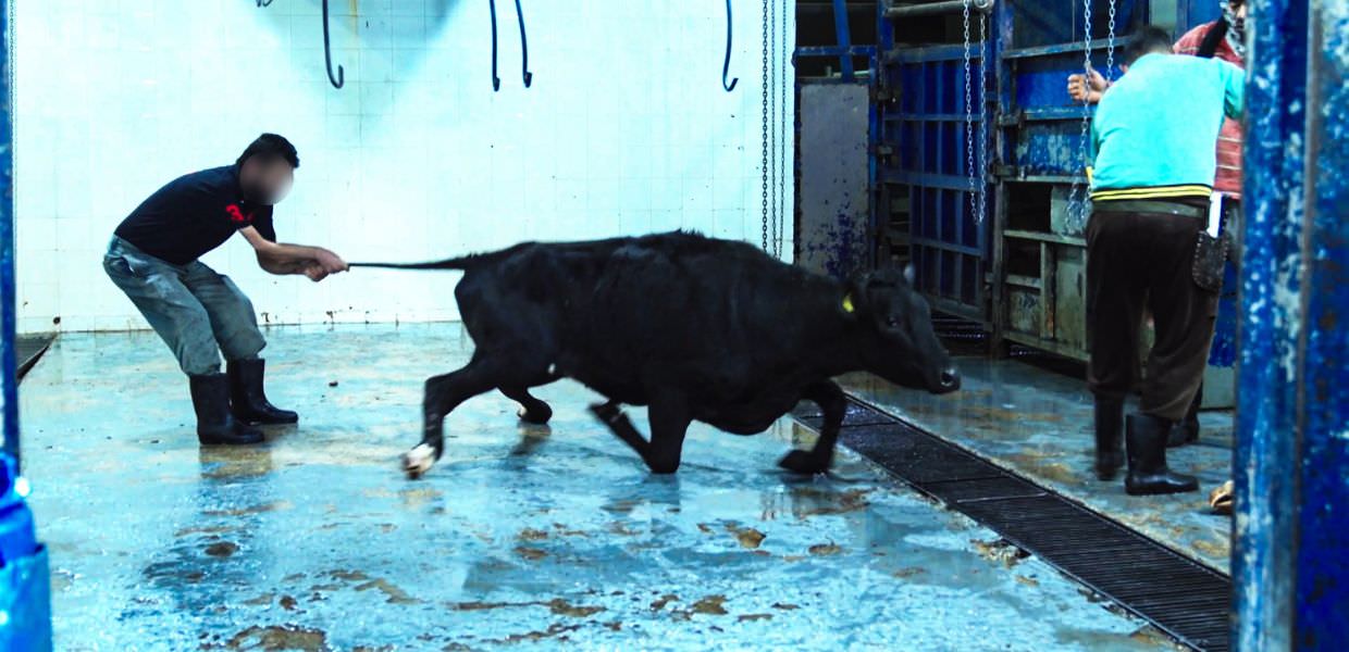 Essere Animali: "Così viaggiano bovini e ovini dall'UE al Medio Oriente" | VIDEO