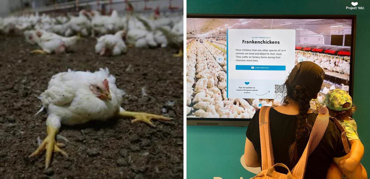 Arriva l'Euro Tour 2024 "For the Animals" contro gli allevamenti intensivi