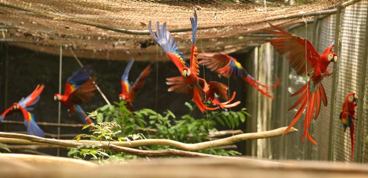 Guatemala, 19 are scarlatte sequestrate ai bracconieri tornano in libertà