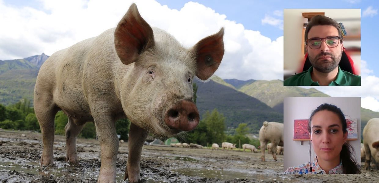 Animali, quali soluzioni per la peste suina africana?