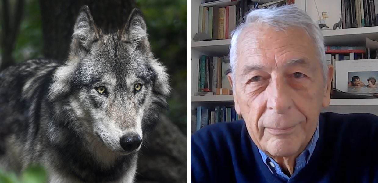 Animali, il lupo è davvero cattivo? L'intervista allo zoologo Luigi Boitani