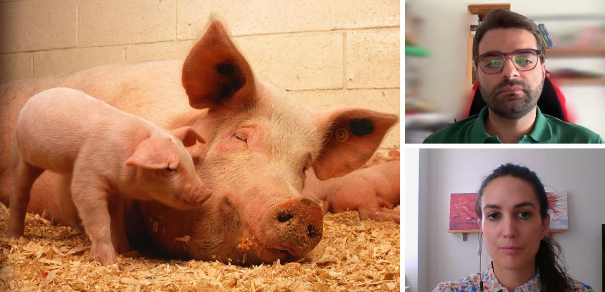 Peste suina africana, abbattere i maiali è davvero necessario?