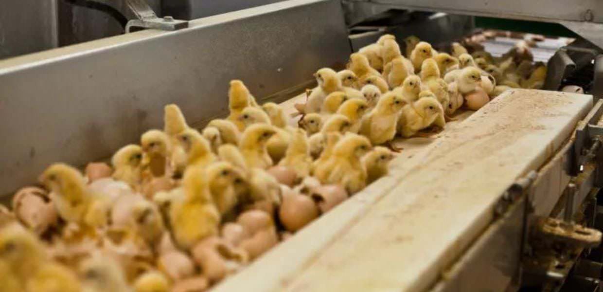 Animali, l'appello: "Stop all'uccisione dei pulcini maschi in Italia"