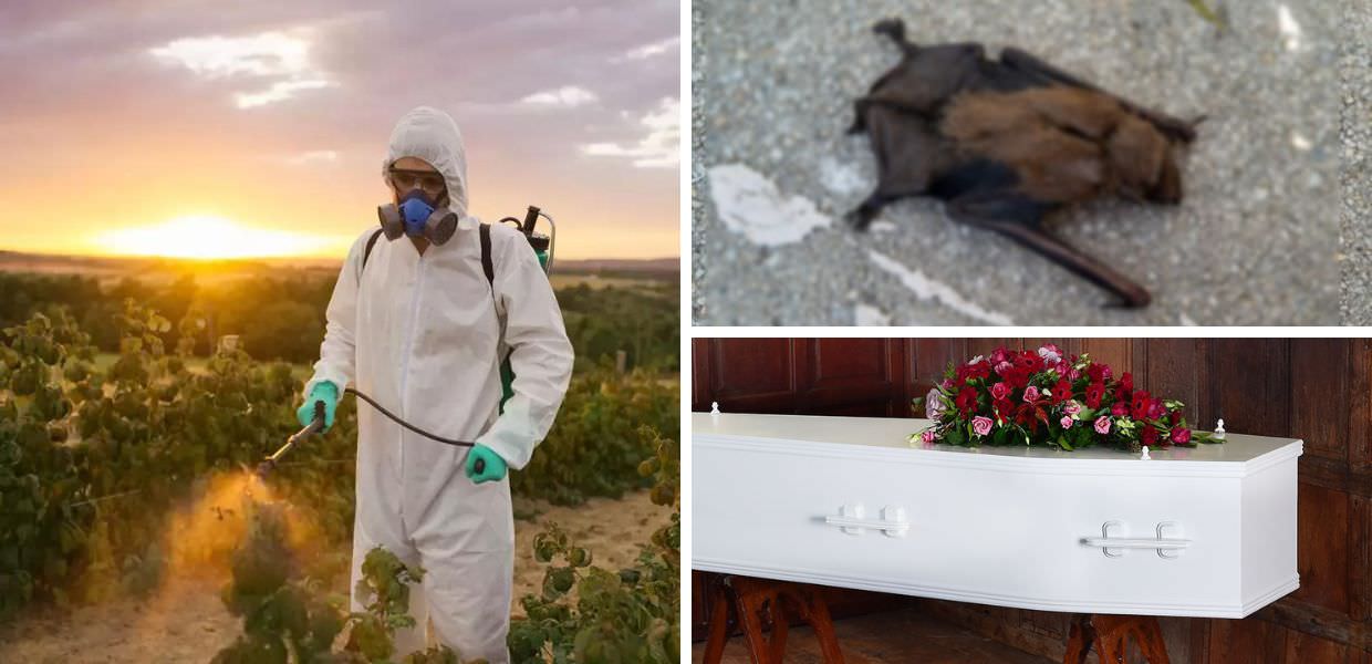 pesticidi pipistrelli mortalita infantile