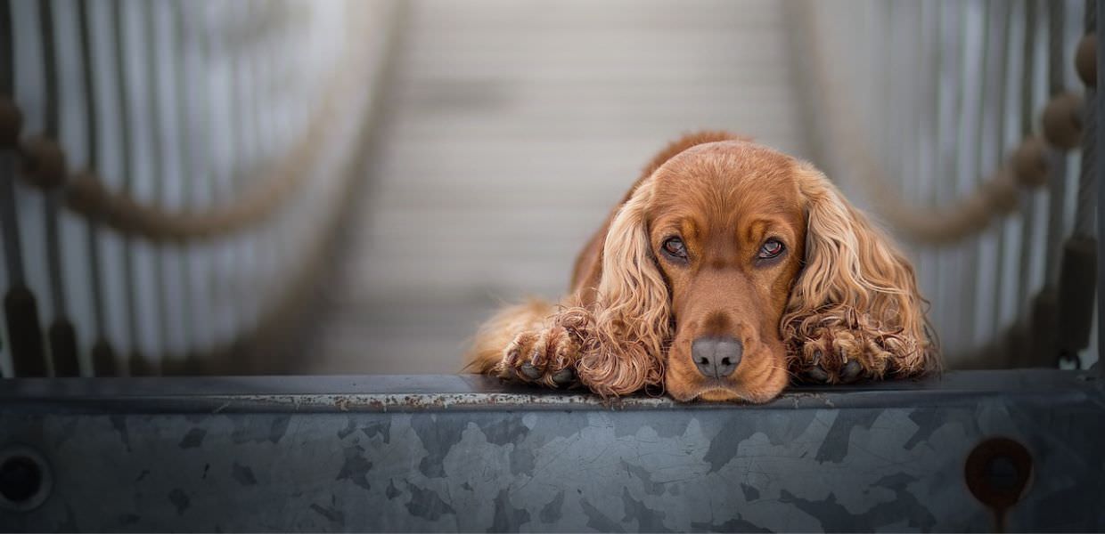 Orrore a Roma, ladri gettano cane dal sesto piano