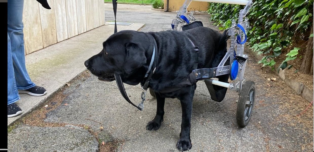 A Terni è in programma un evento per cani ‘speciali’