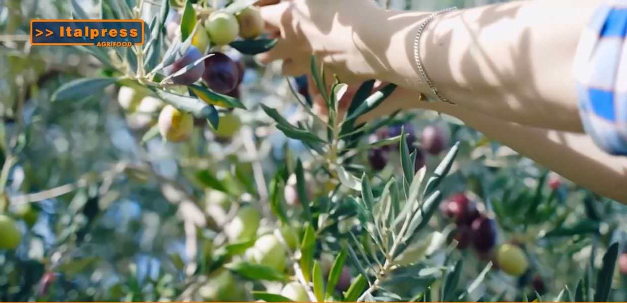 Mano che raccoglie olive da un albero, simbolo della gastronomia, olio d'oliva e agricoltura sostenibile. Agrifood Magazine.