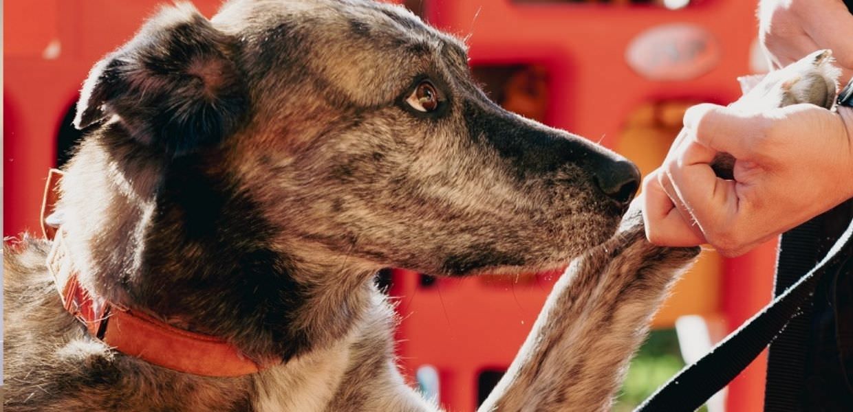 Corciano (Pg), al Quasar Village c'è il D-Day, una giornata dedicata agli amici a quattro zampe