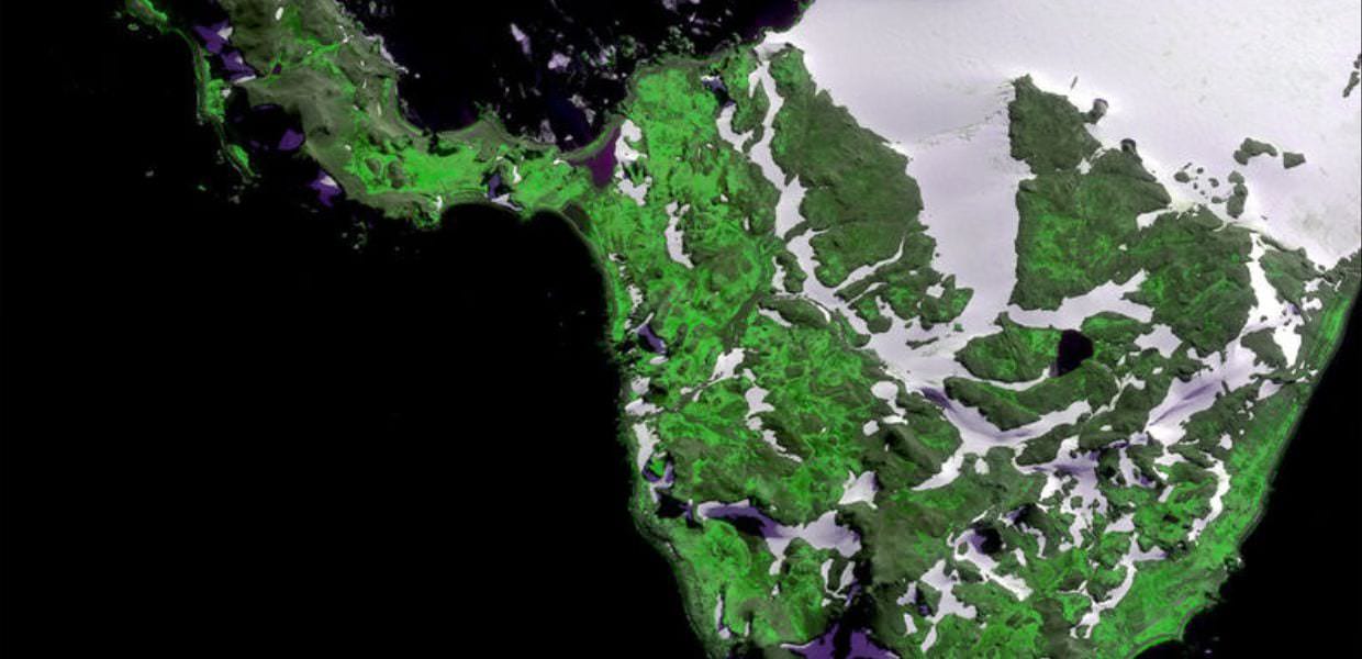 Il Polo Sud mostra un aumento della vegetazione verde, evidenziando i cambiamenti climatici e le conseguenze negative per l'ecosistema antartico.