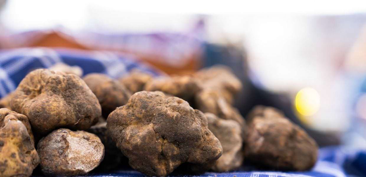 Pietralunga (Pg), al via la Mostra mercato del Tartufo Bianco e della Patata