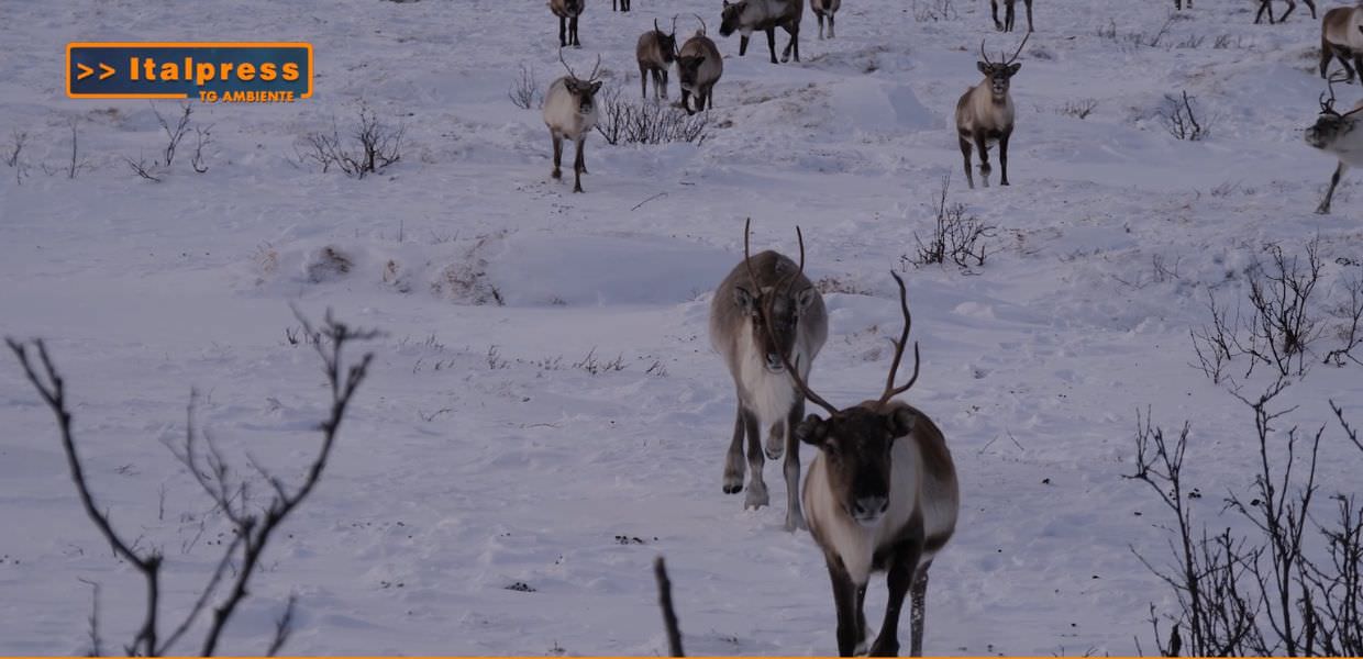 Renne che si muovono in un paesaggio innevato, evidenziando il legame tra natura e impatti ambientali nel contesto dell'inquinamento.
