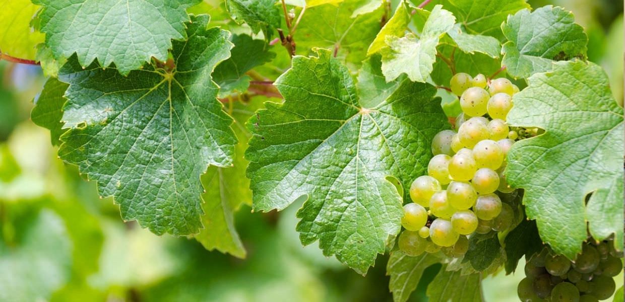 Umbria, Vino, ottimismo sulla vendemmia in corso con produzione abbondante e di qualità