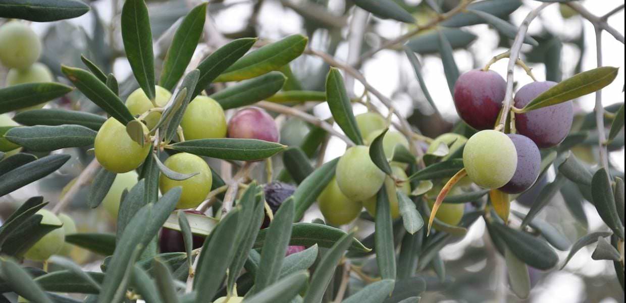 Umbria, campagna olearia più ricca della precedente, ma polemiche su prezzo dell’olio
