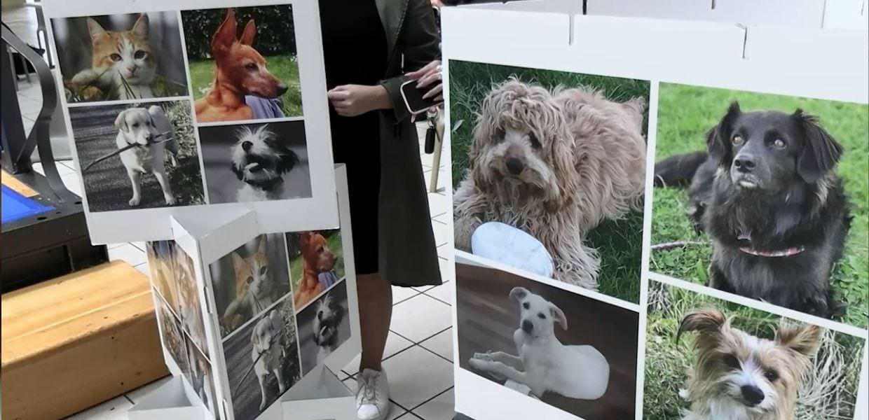 Esposizione di fotografie di animali domestici al contest fotografico 'Musin Musetti' in Umbria, con diverse razze di cani e gatti.