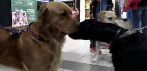 Umbria, mille ‘Musin Musetti’ per il contest fotografico dedicato ai pet, foto cani