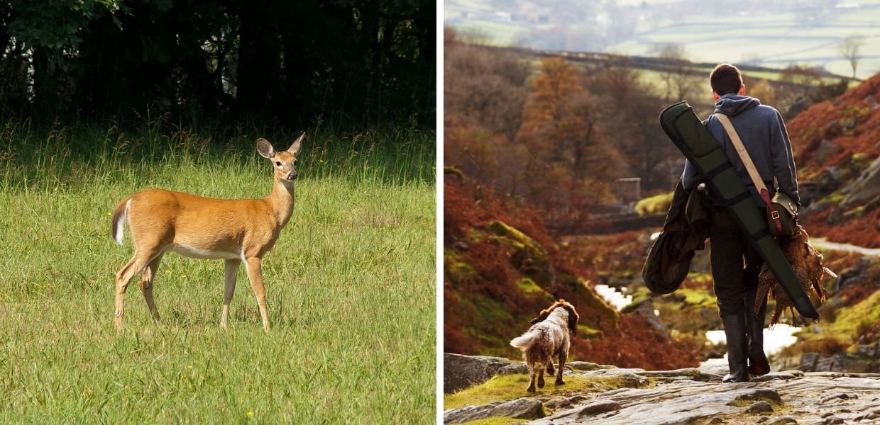 Abruzzo, stop alla caccia ai cervi. Ecco perché
