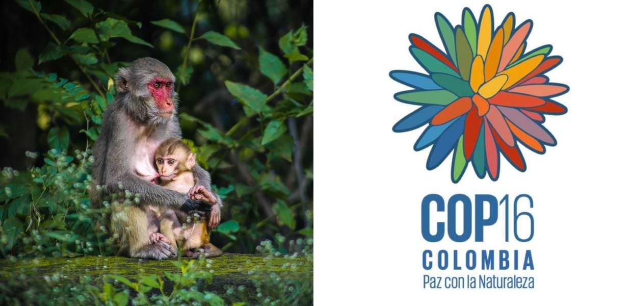 Colombia, al via la COP16 per tutelare la biodiversità