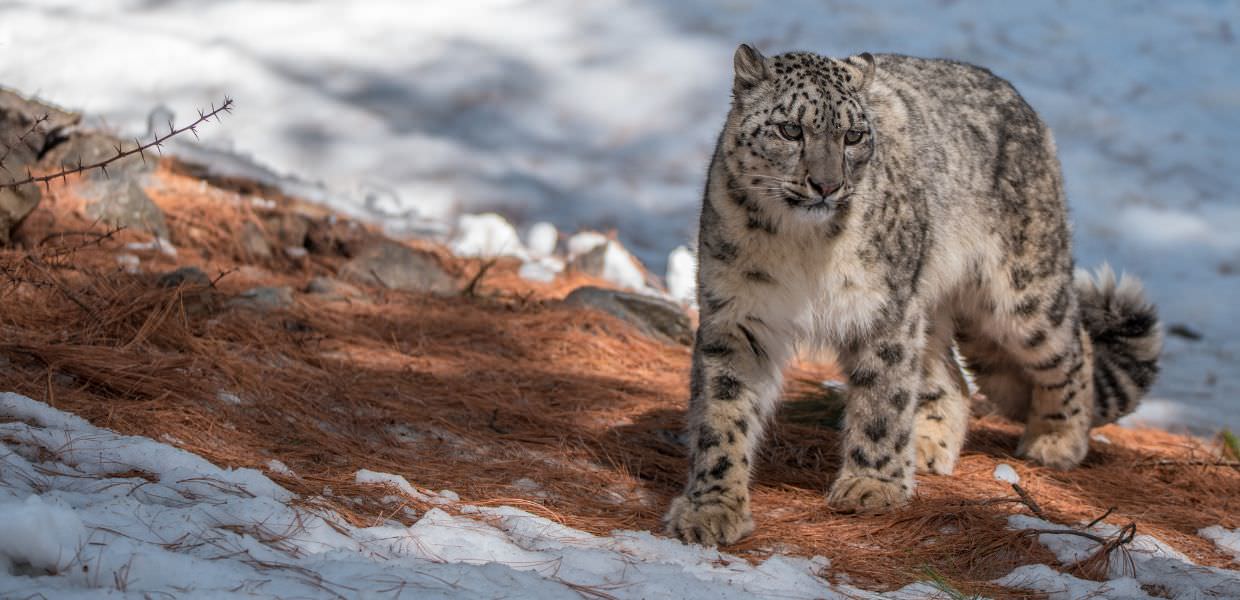 Giornata mondiale del leopardo delle nevi, ecco perché tutelarlo