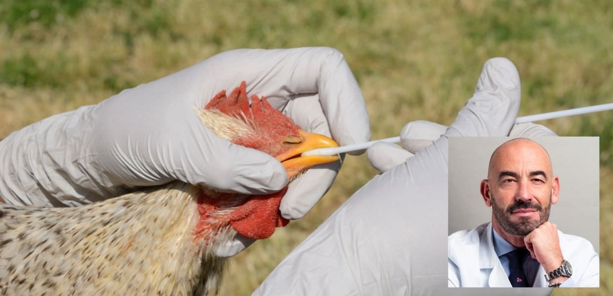 Pandemia di influenza aviaria, Bassetti: "Solo questione di tempo"