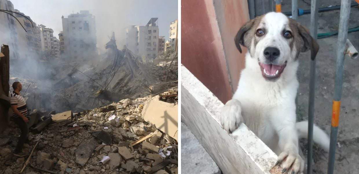 Guerra in Libano, OIPA: "Aiutateci a salvare 30 cani"