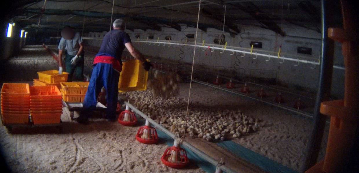 Essere Animali: "Ecco l'orrore in un allevamento intensivo fornitore di Lidl Italia"