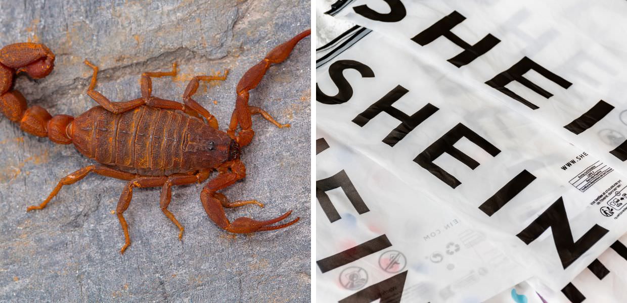 Scorpione trovato in un pacco Shein, un episodio sorprendente che ha spaventato l'acquirente, mostrando strane scoperte nelle consegne online.