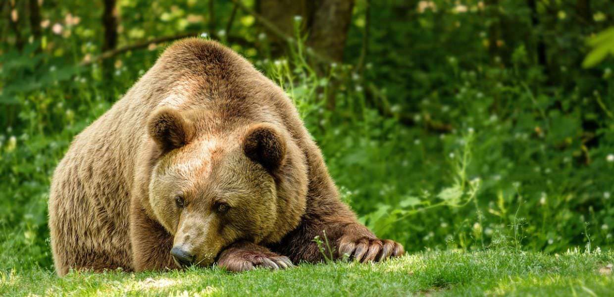 Ancora un orso trovato morto in Trentino Alto-Adige