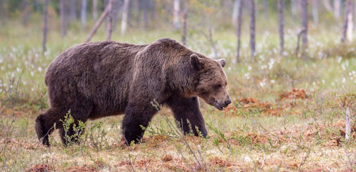 Orso aggredisce fungaiolo in Trentino: al via la procedura di abbattimento