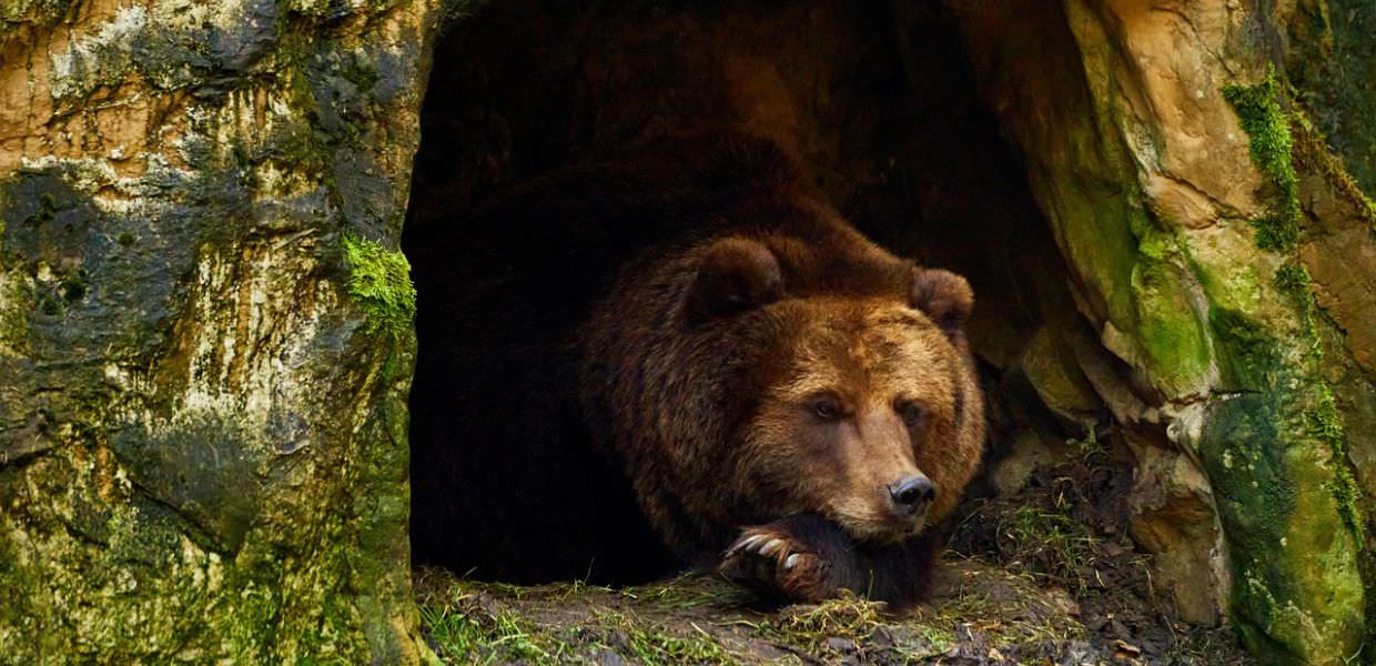 Salvo l'orso che ha ferito un fungaiolo in Trentino. Ecco perché