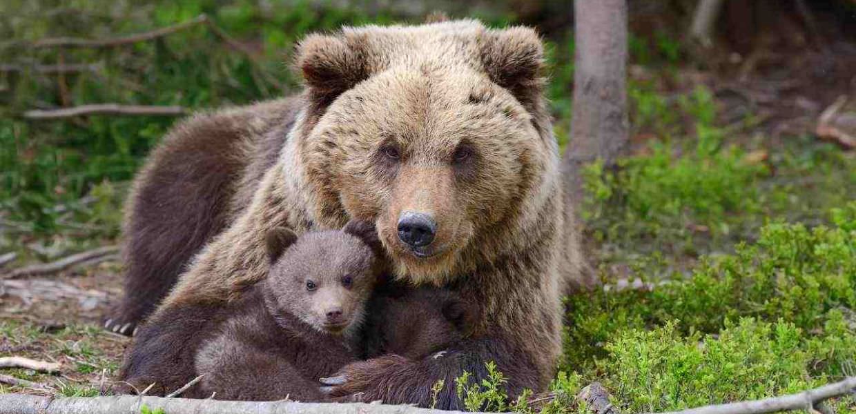Referendum sugli orsi in Trentino, il 98,58% dei cittadini non li vuole più