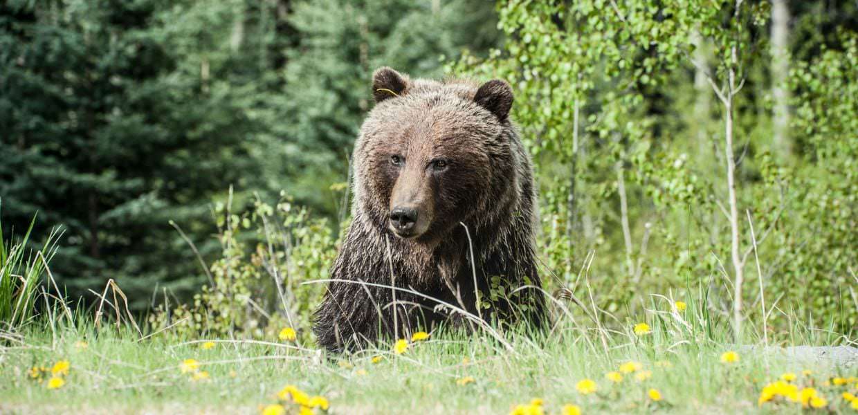 Fungaiolo ferito da orso in Trentino: "Non uccidetelo"