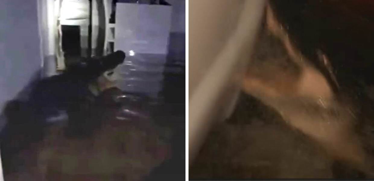 uragano milton coccodrillo alligatore