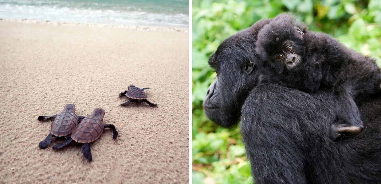 WWF, in 50 anni animali selvatici diminuiti del 73%