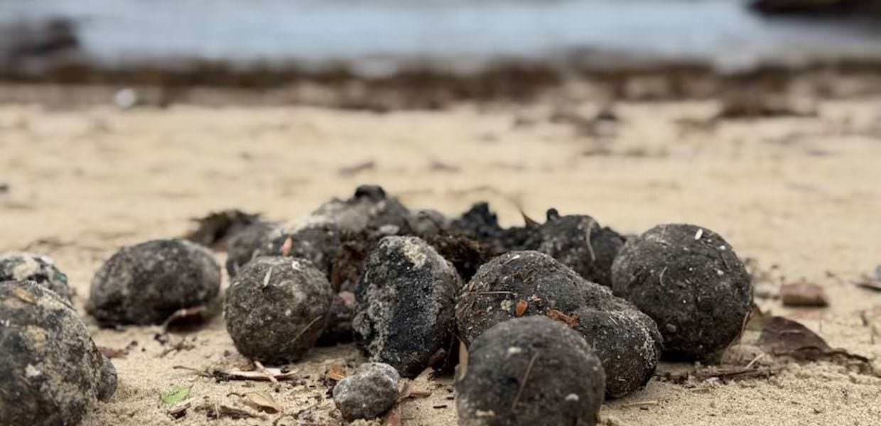 Inquinamento, cosa sono i fatberg e perché sono un problema per l'ambiente
