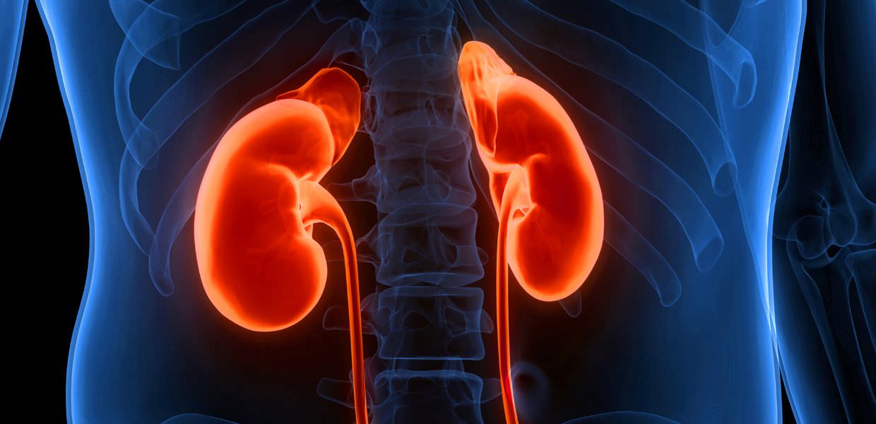 PFAS, danneggiano anche i reni. Lo studio