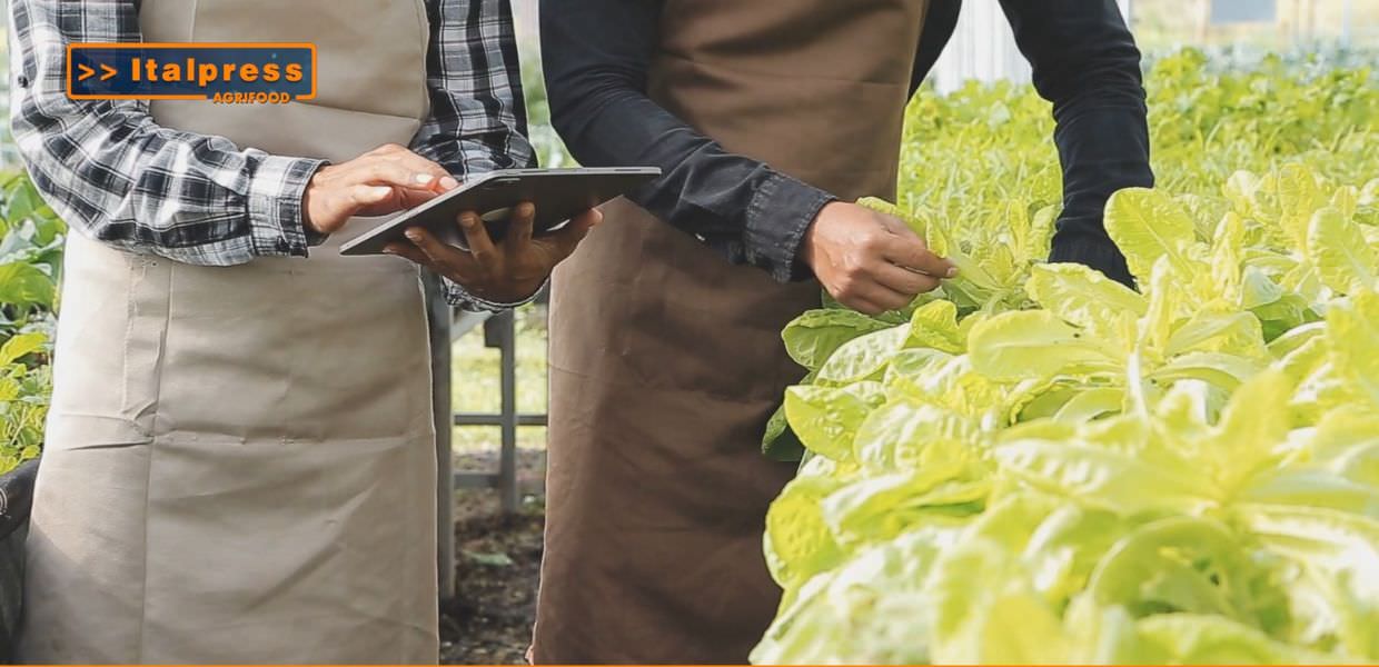 Testo alternativo: Coltivatori utilizzano un tablet in un orto, impegnati nella gestione sostenibile e nella riduzione dello spreco alimentare presso Frutech.