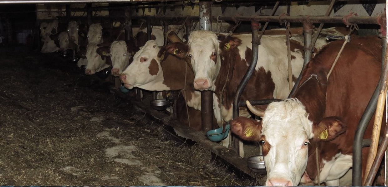 Umbria, vicino al Lago Trasimeno nasce ‘La casa degli animali Lav’