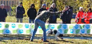 Valtopina (Pg), fermento per la 42° edizione della ‘Mostra mercato del tartufo’, foto cavatura tartufo