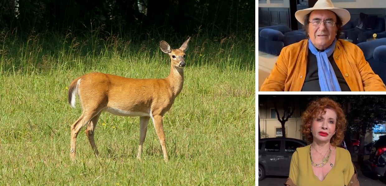 Cervi in Abruzzo, l'appello dei vip: "Non uccideteli"